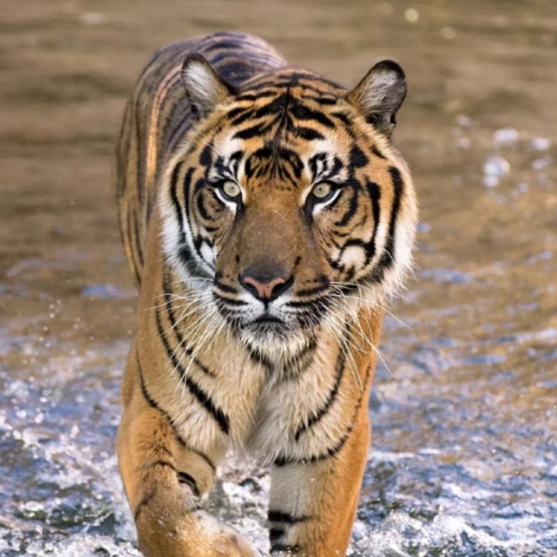a picture of a tiger