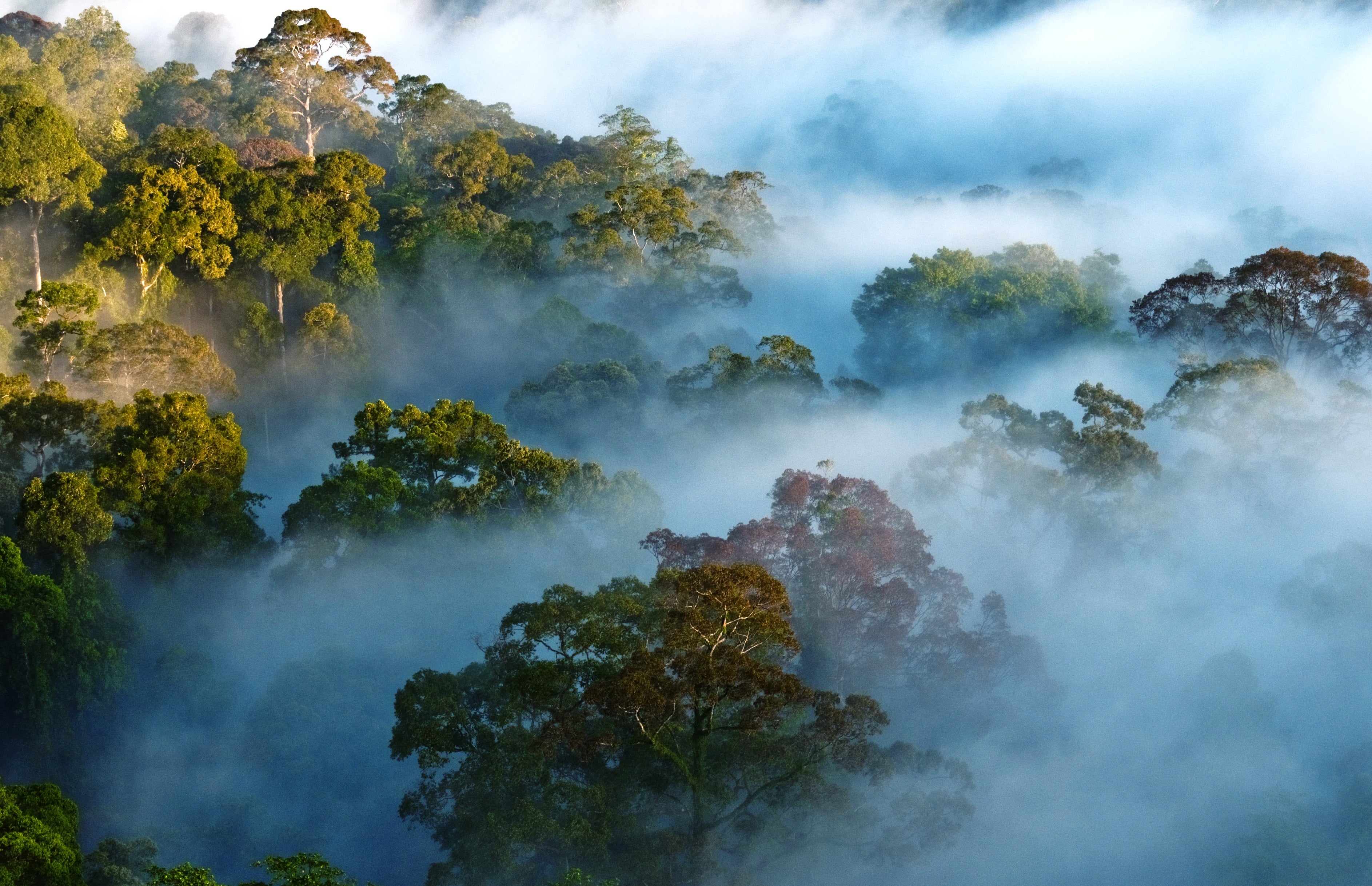 an image of a rainforest