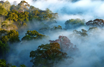 an image of a rainforest