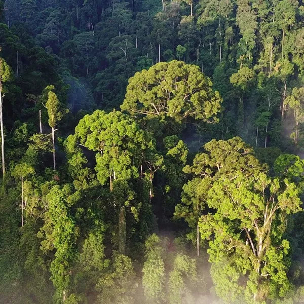 Rainforest Trust UK | Fighting Climate Change