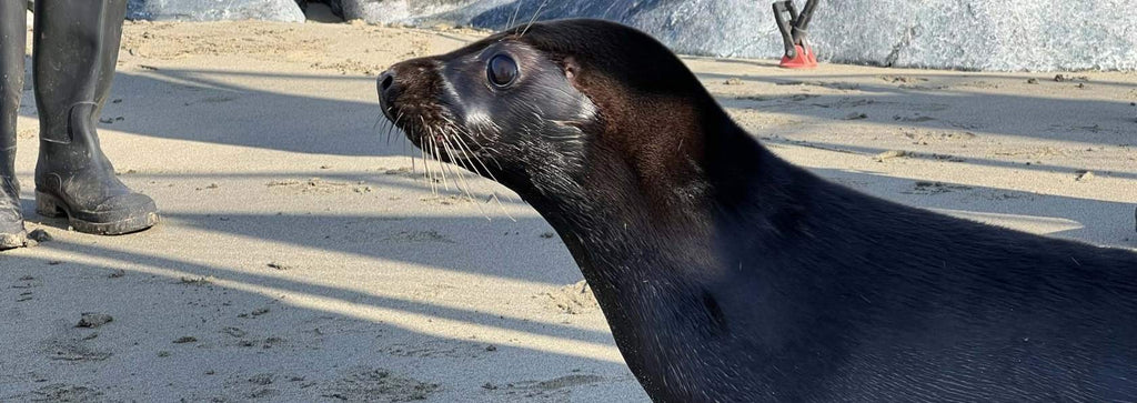 SEA LIFE Trust | Seal Rescue