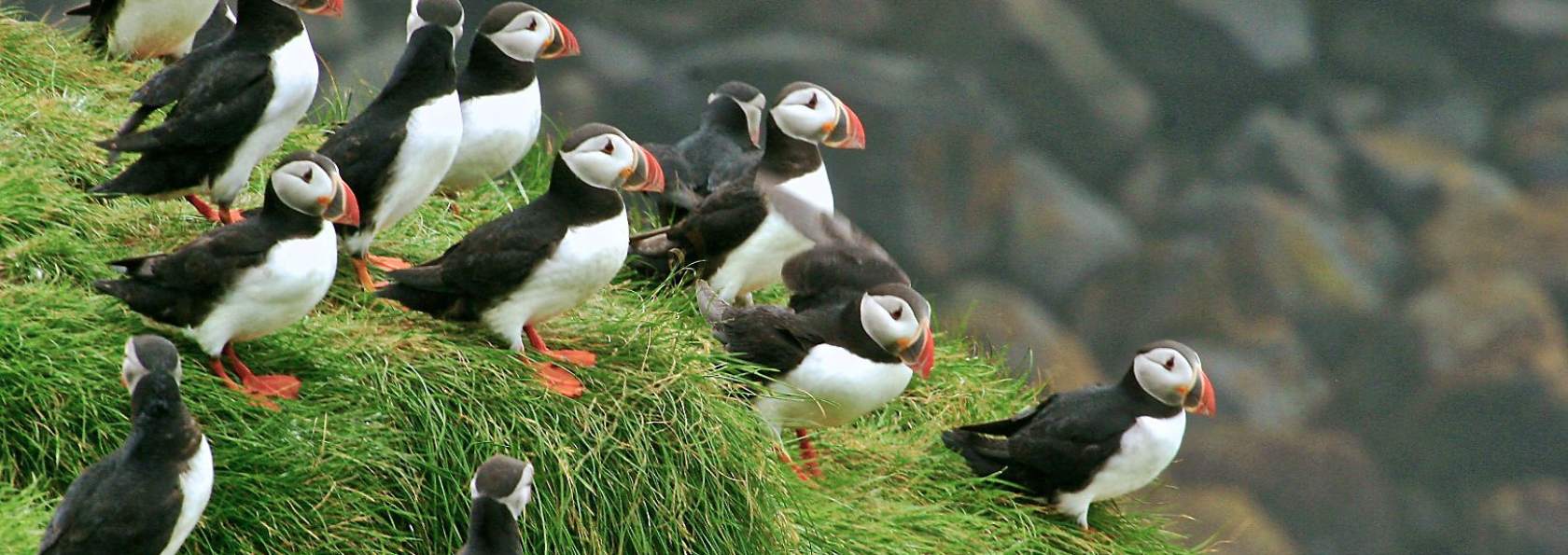 SEA LIFE Trust | Puffling Patrol 2022