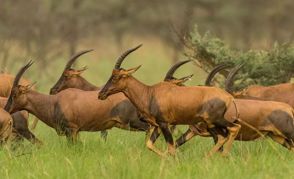 Rainforest Trust UK | Giving Tuesday Celebration 28th November