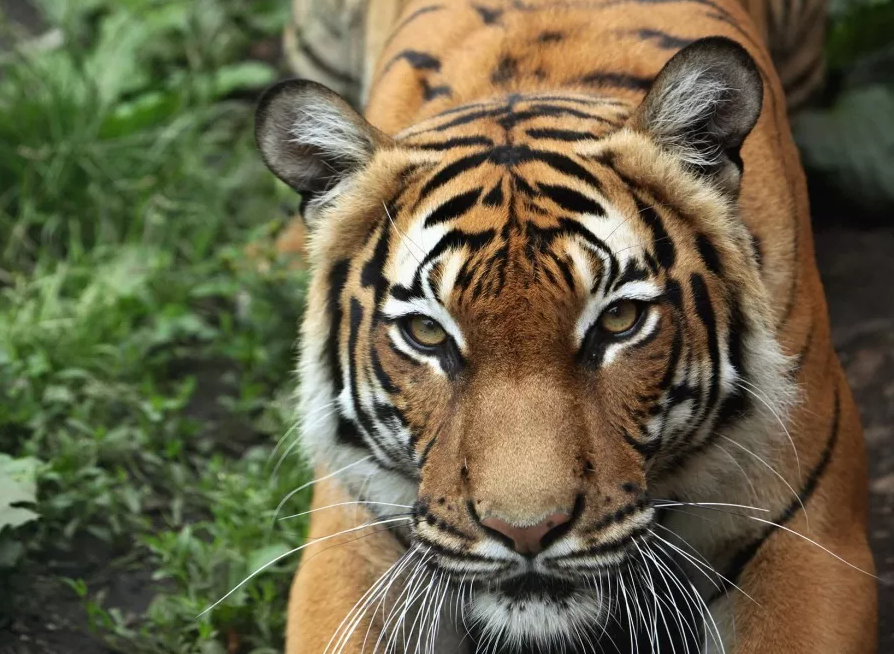 Rainforest Trust UK | World Wildlife Day 2024