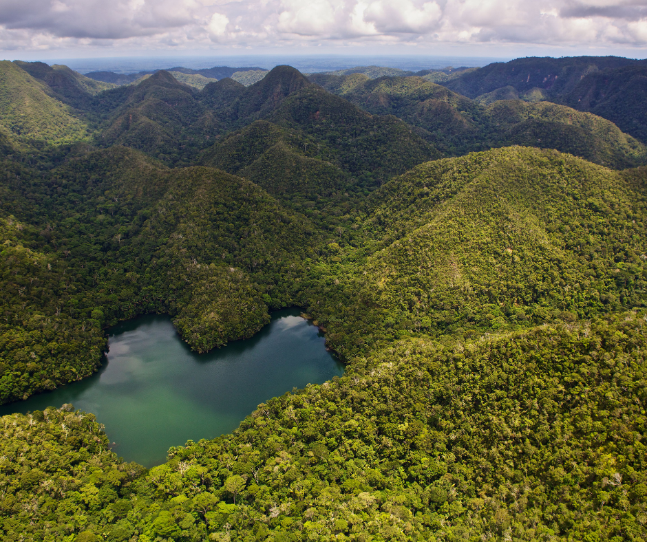 Rainforest Trust UK | World Environment Day