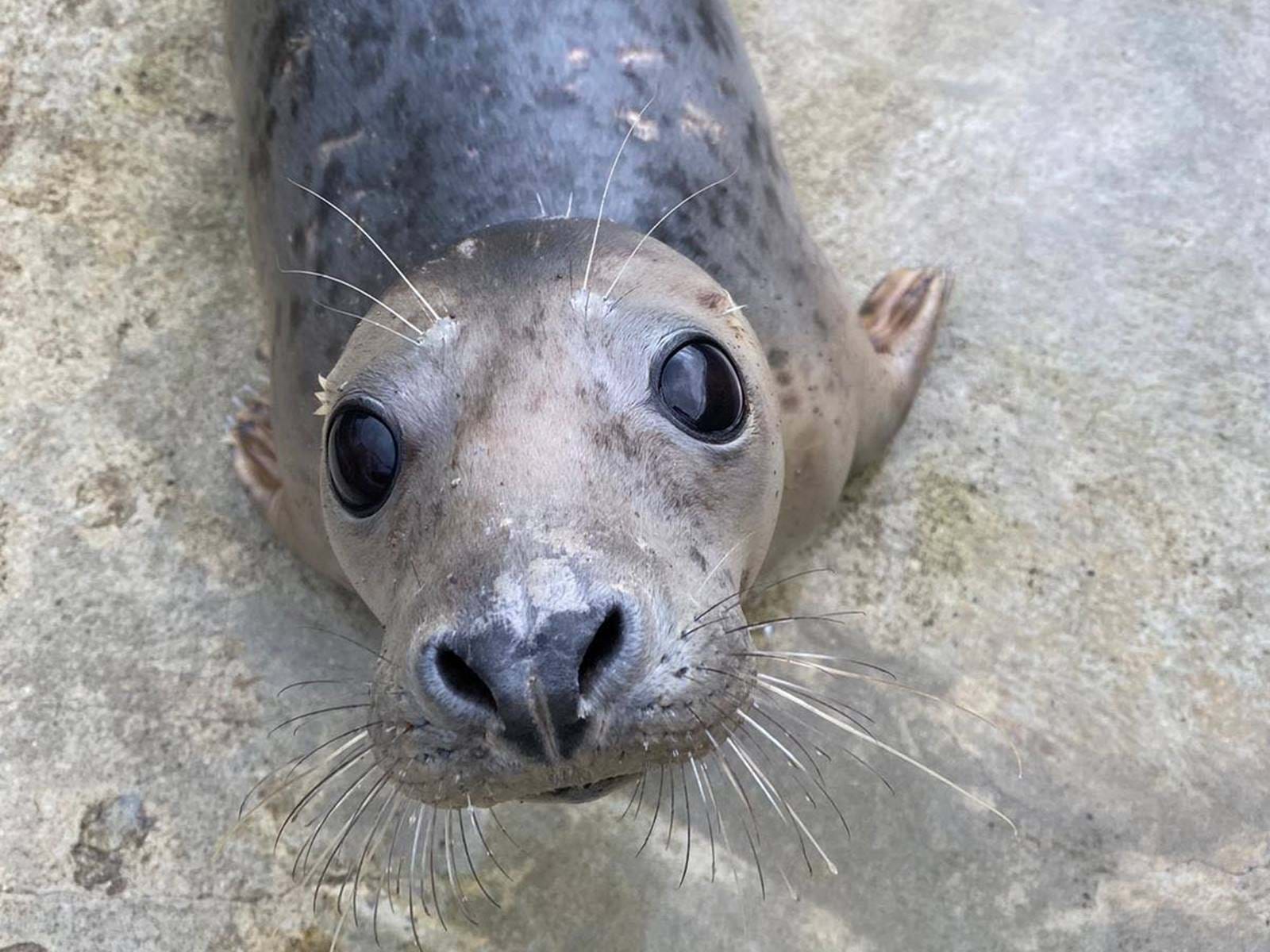The Sea Life Trust | The Magnificent (Marine) Seven