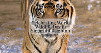 a picture of a tiger